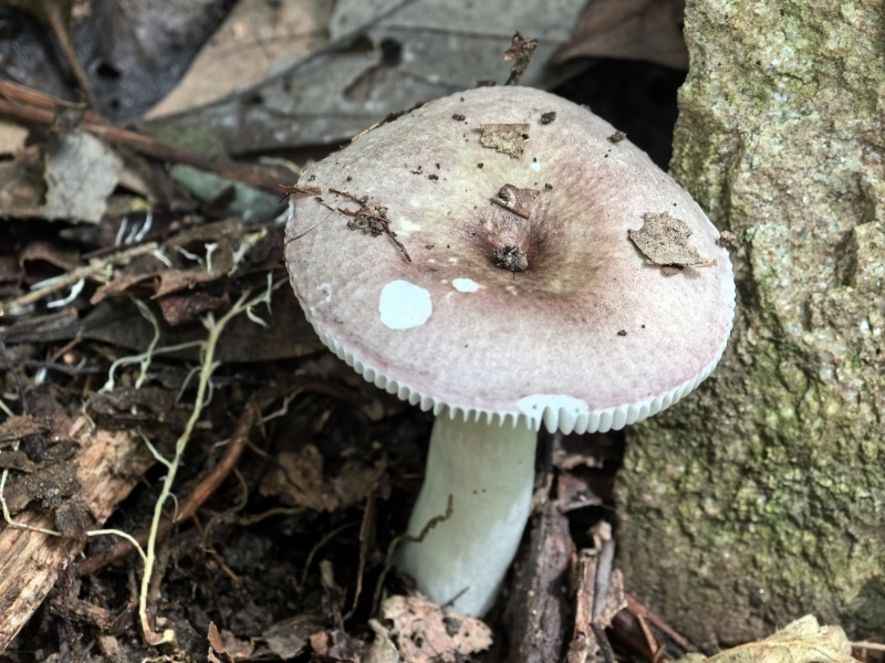红菇亚属某种