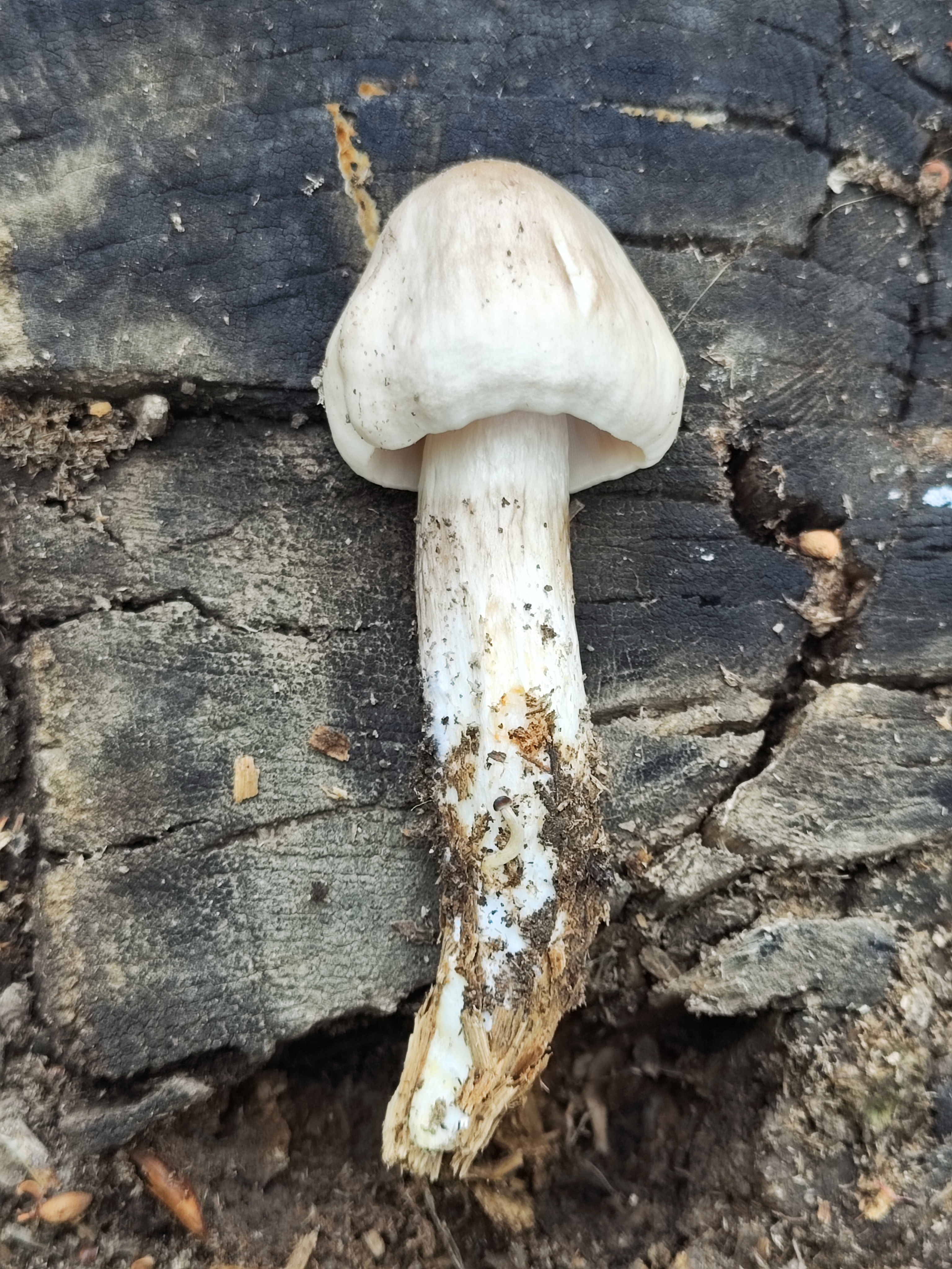 白光柄菇