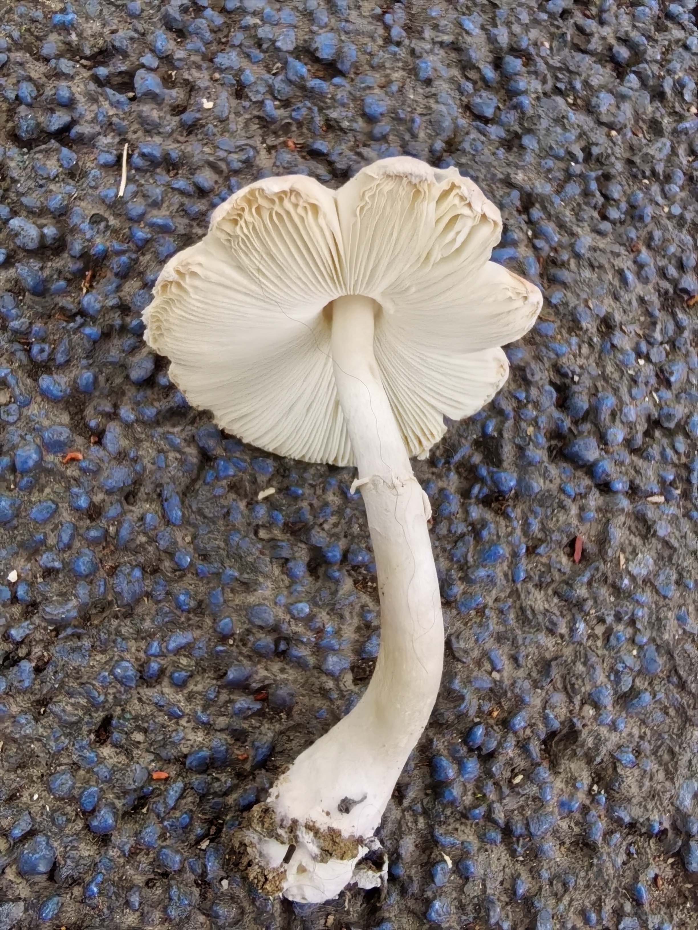 标本照片