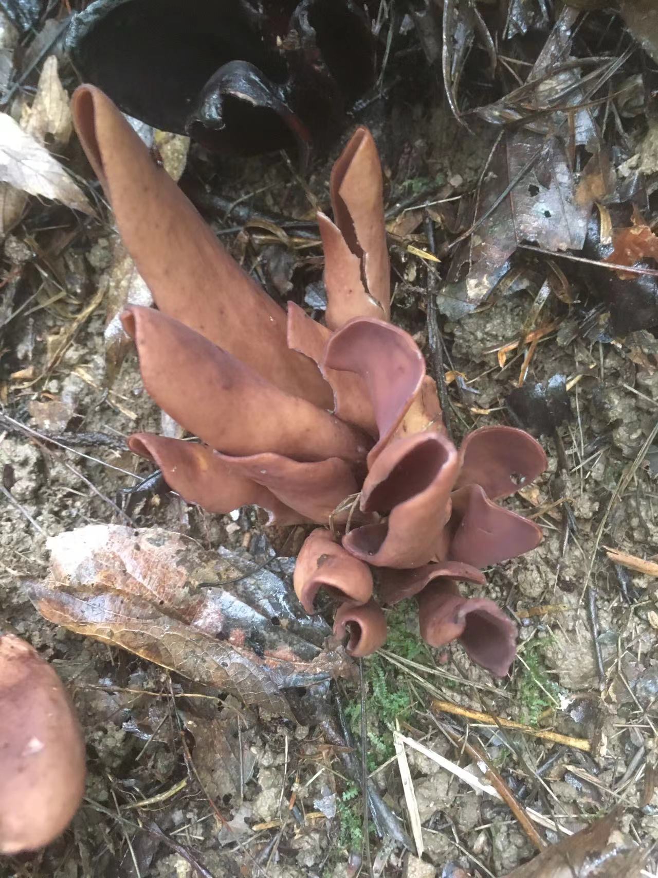 大丛耳菌