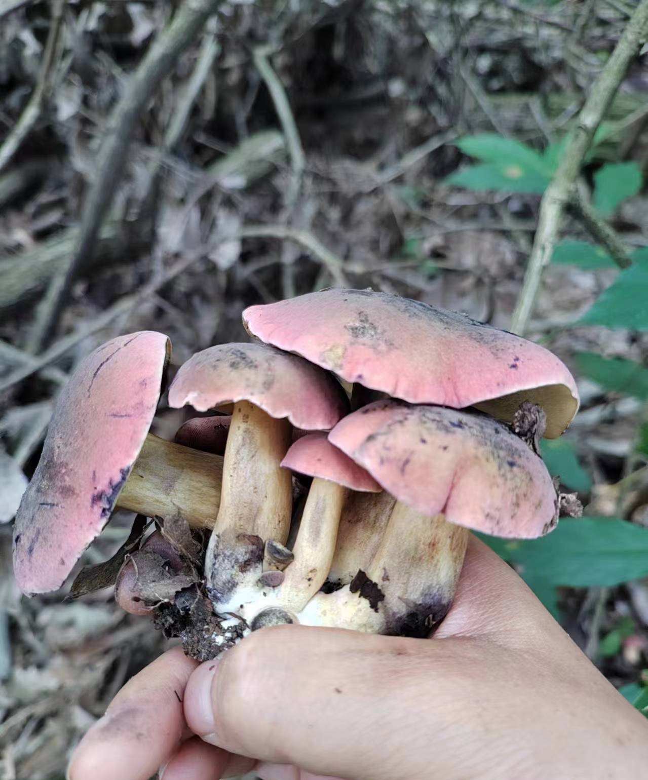 黄肉变蓝牛肝菌