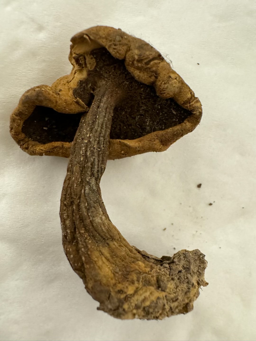 隐纹条孢牛肝菌（分子测序失败，照片鉴定）