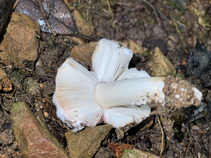 粉褶菌寄生