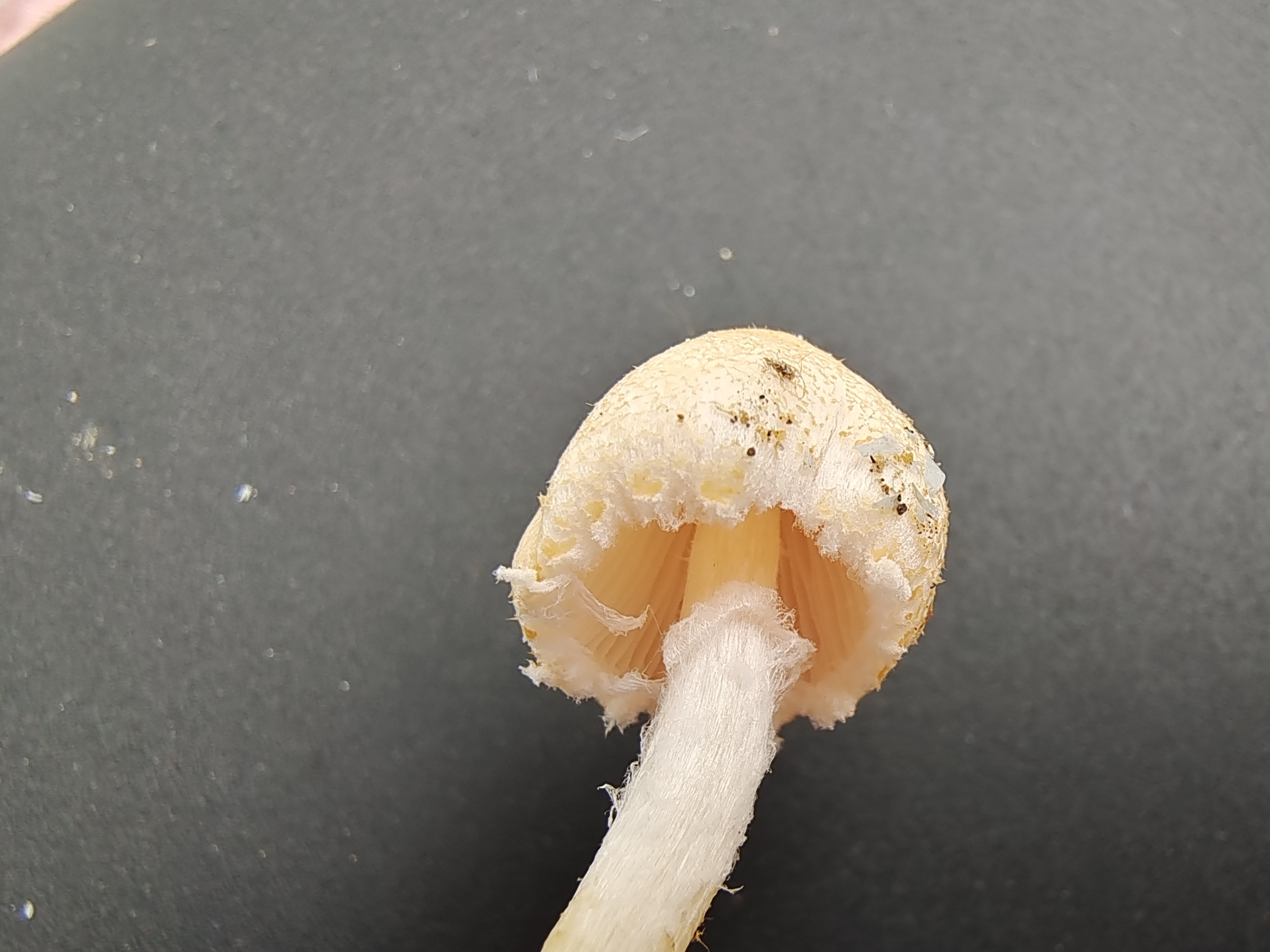 标本照片