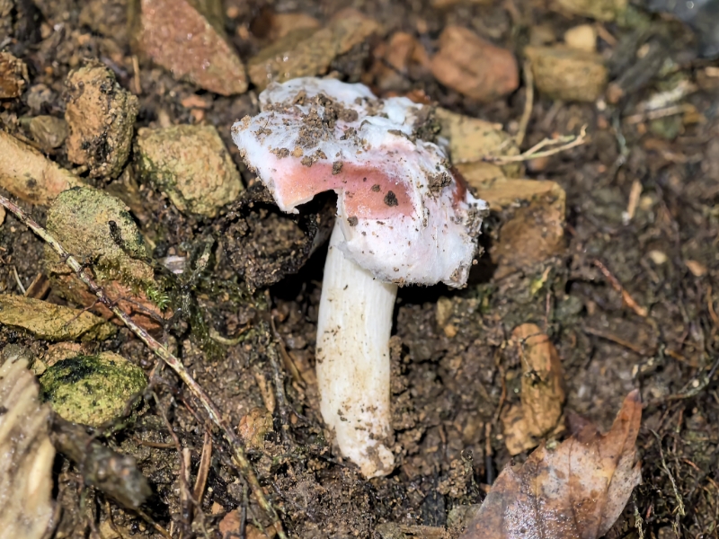 粉褶菌寄生