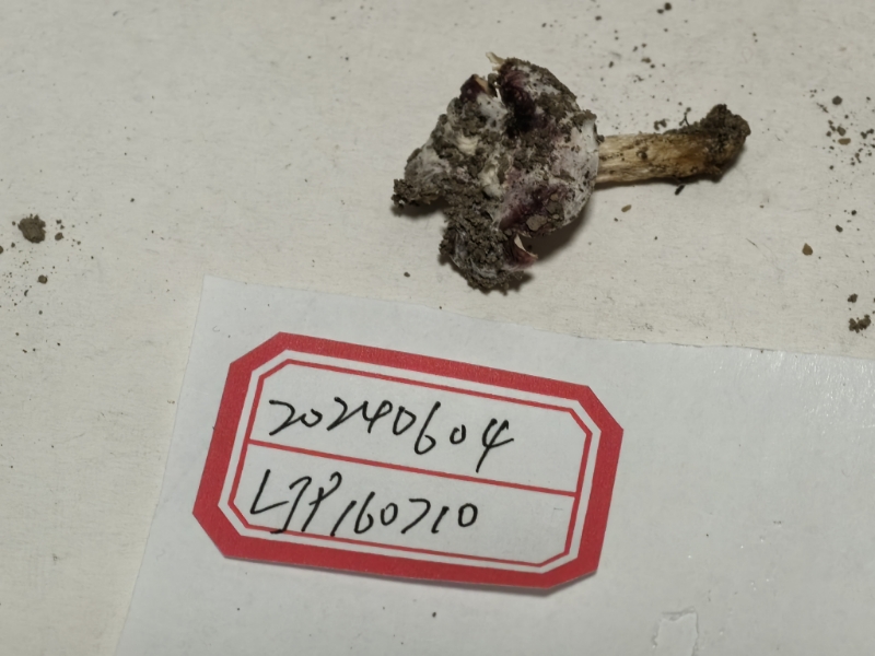 粉褶菌寄生