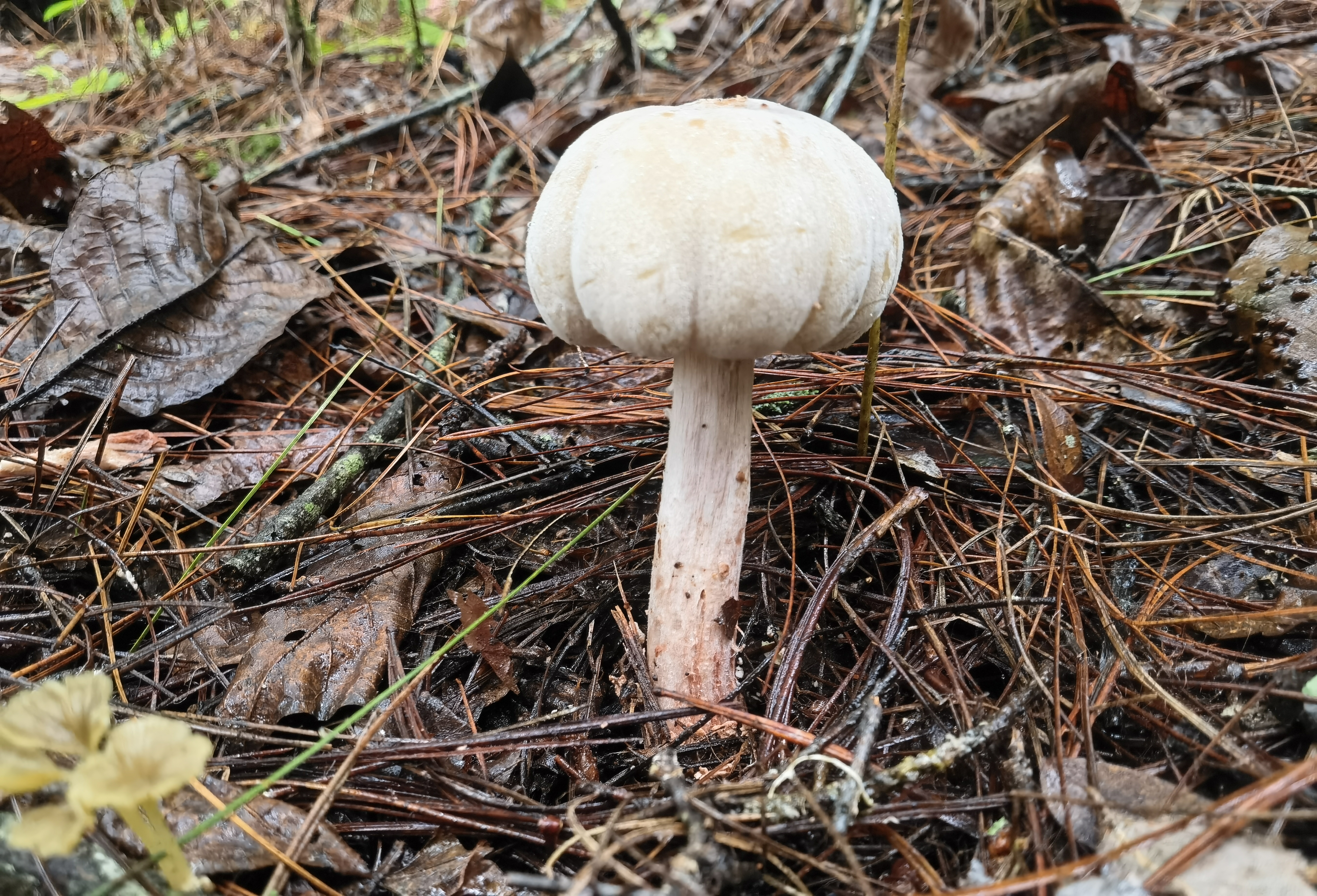 红丝疣孢霉