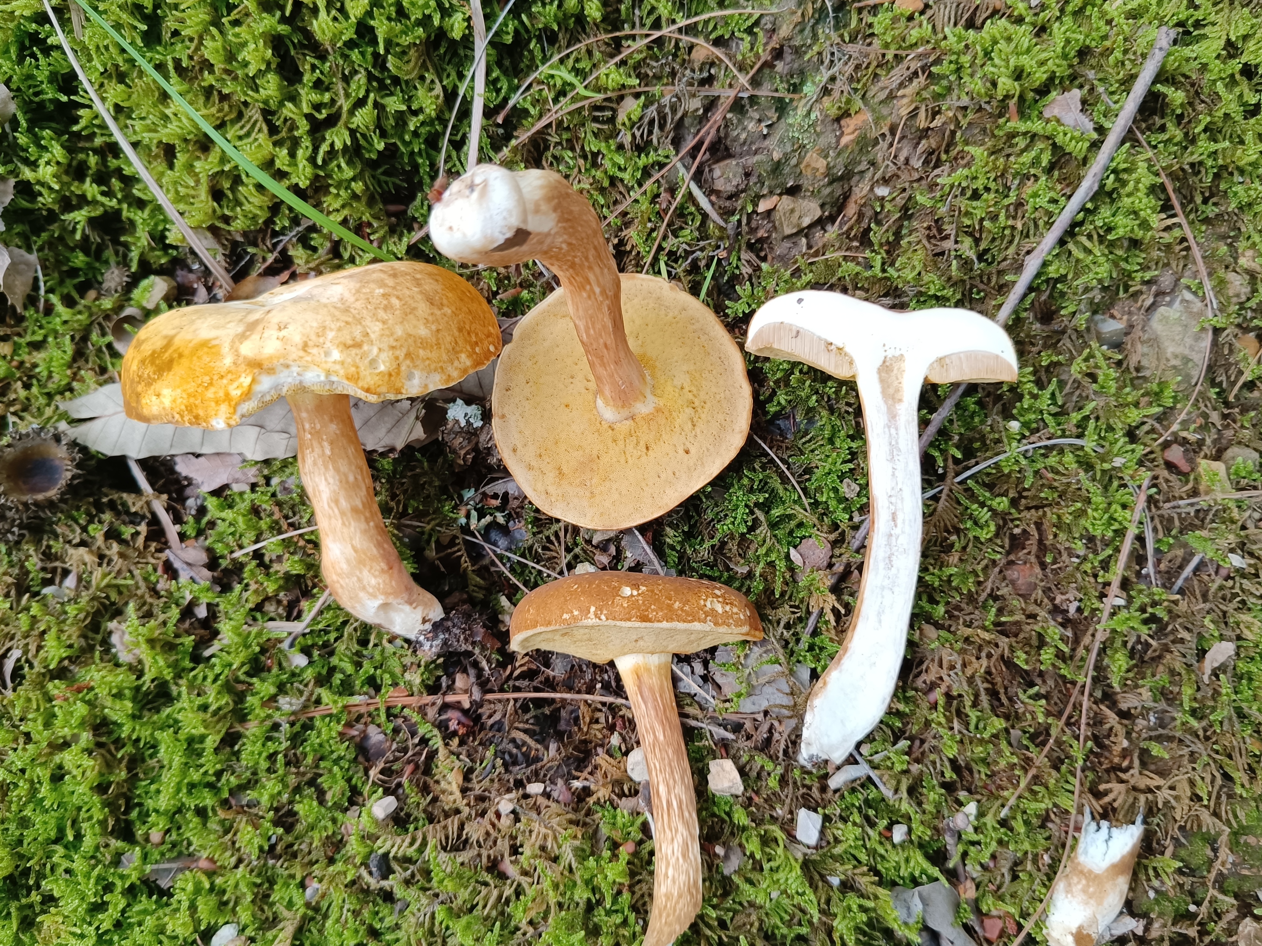 金孢牛肝菌属一种