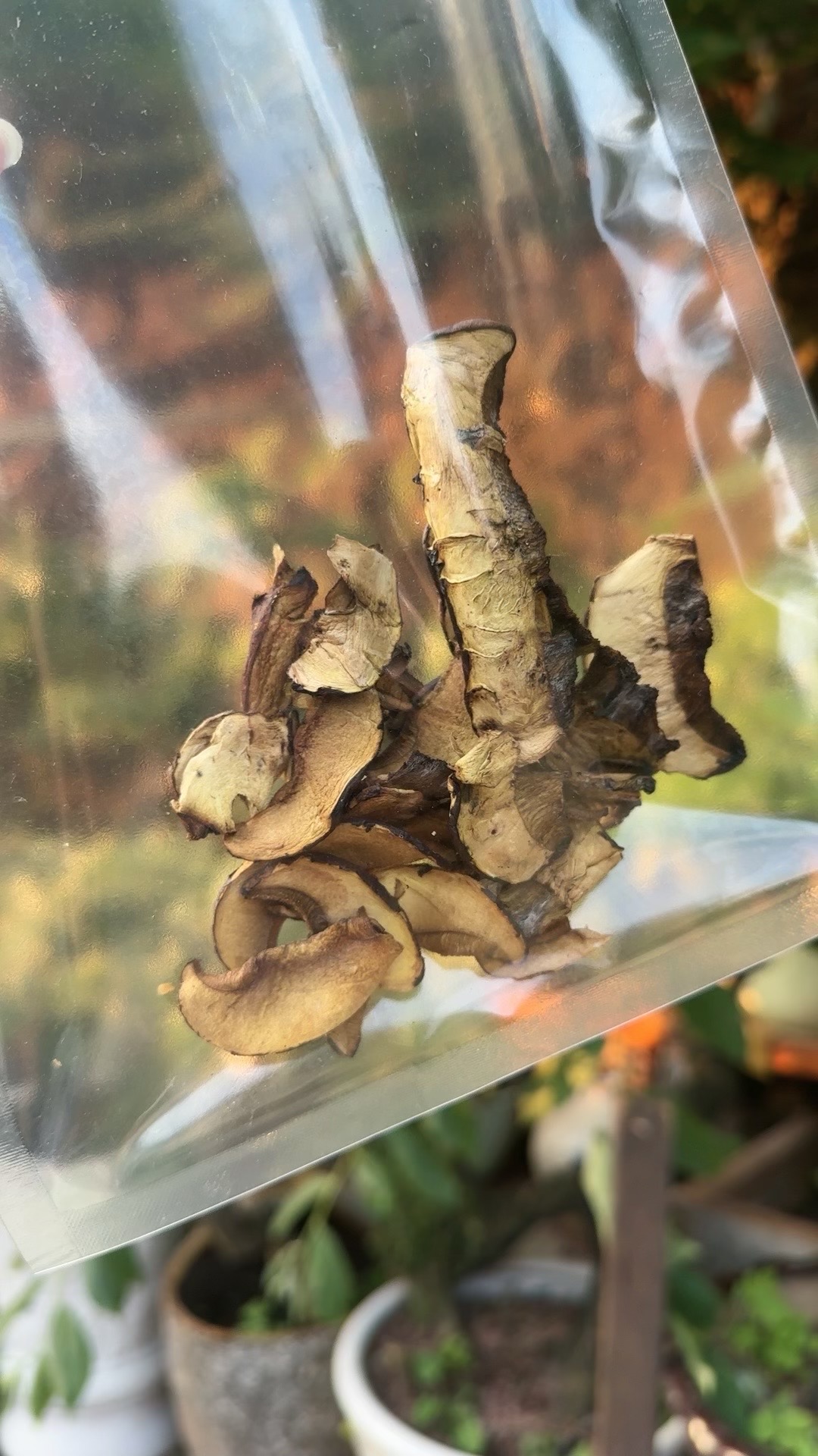 窄孢兰茂牛肝菌