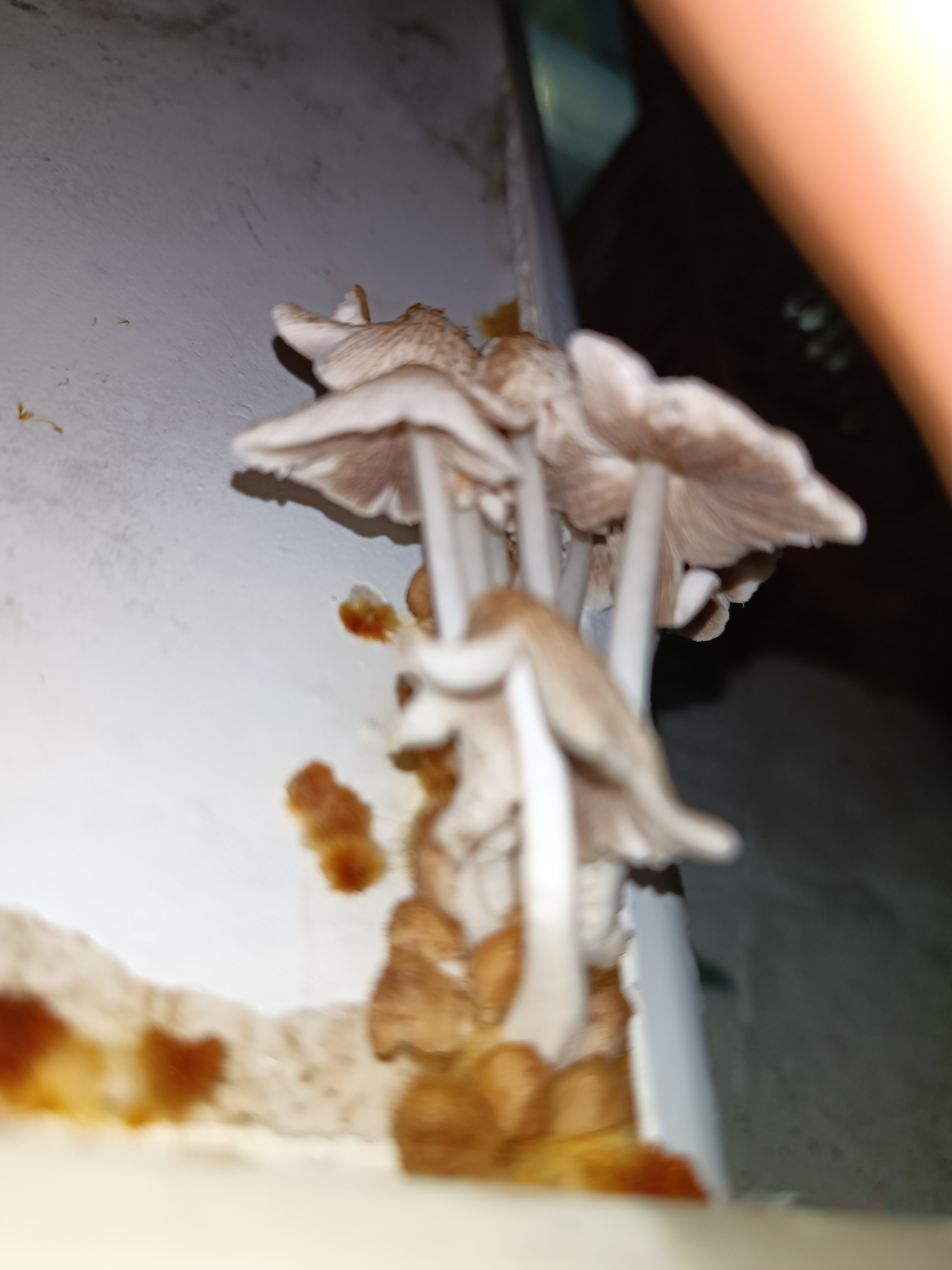 标本照片