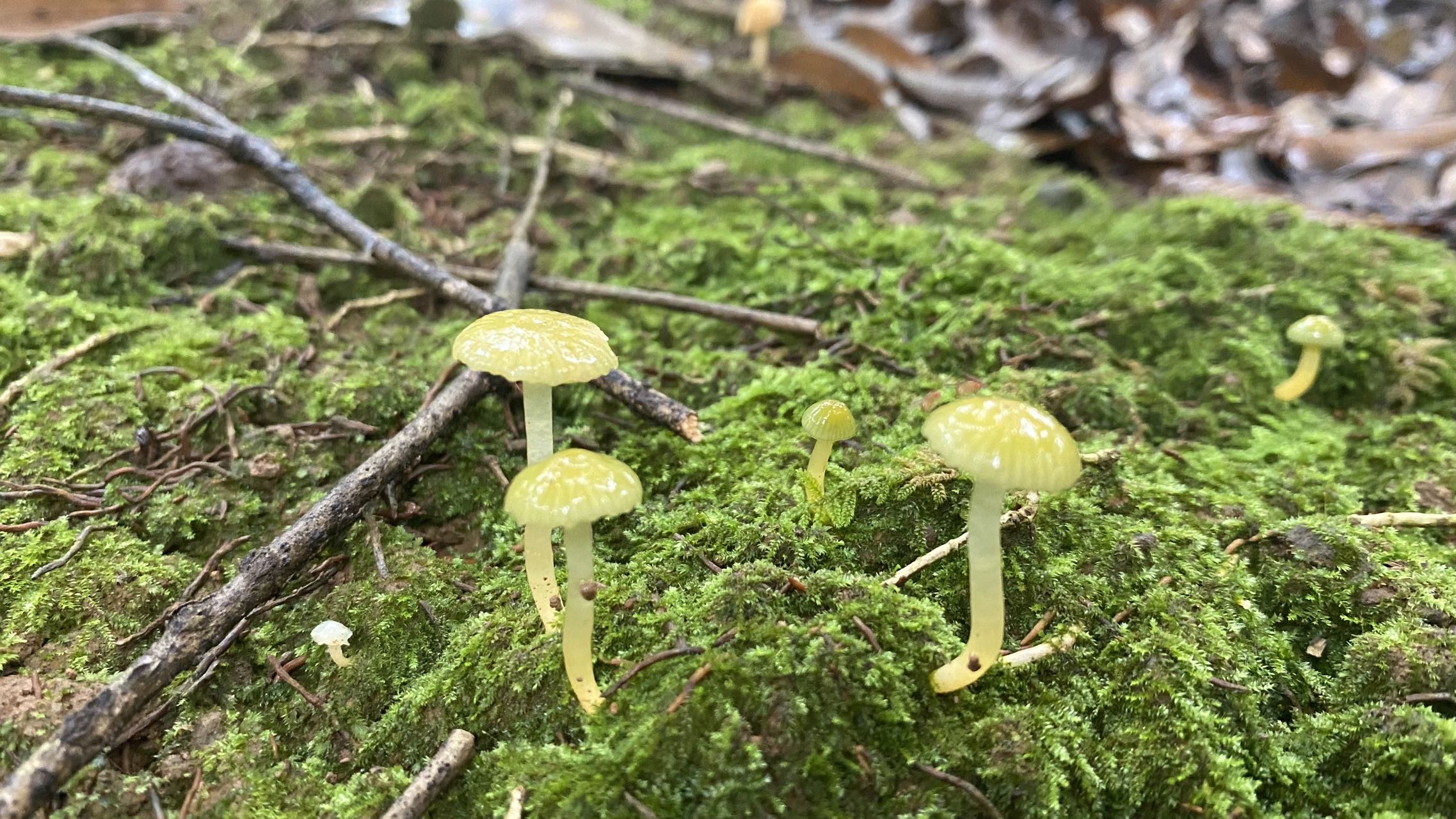 湿皮伞