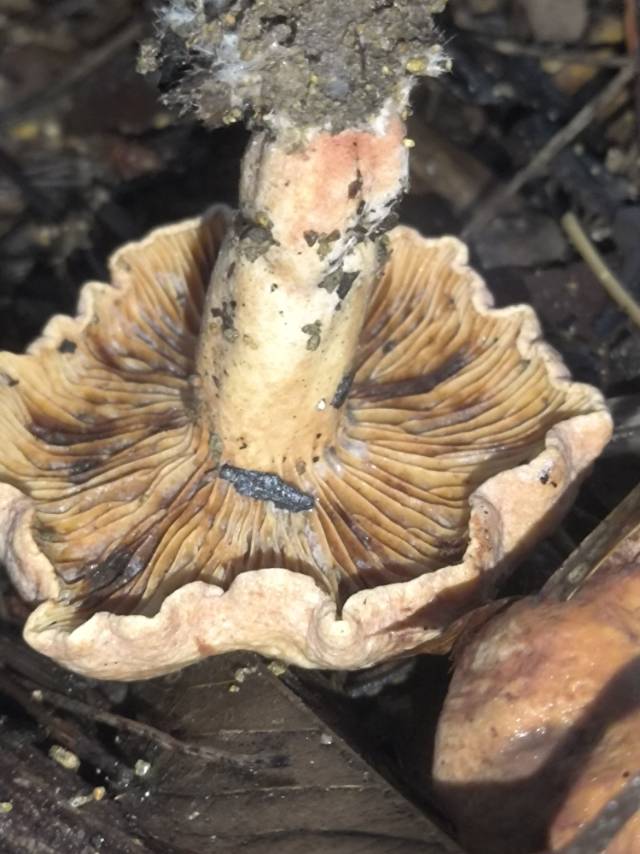 淡黄多汁乳菇