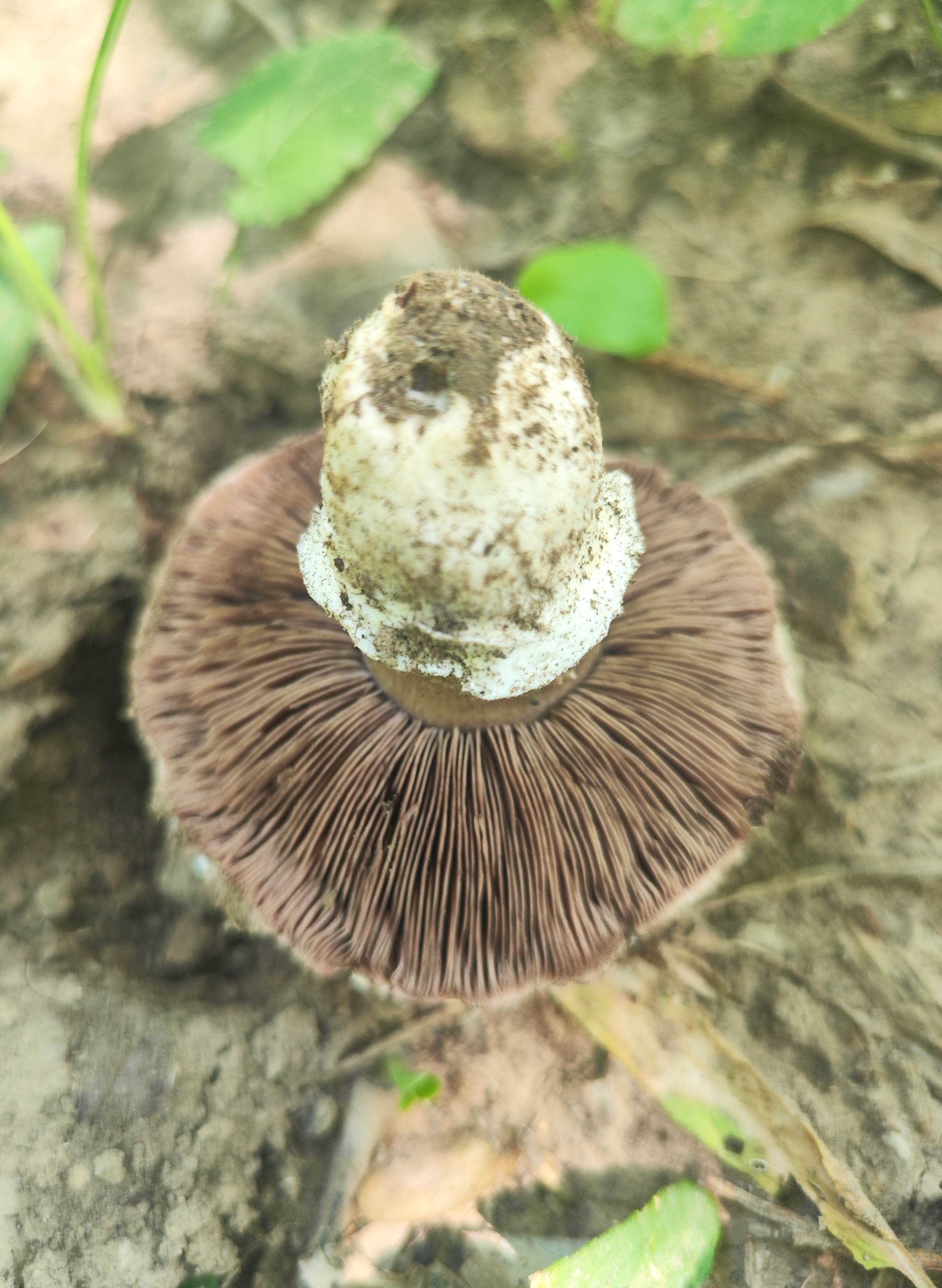 大肥蘑菇