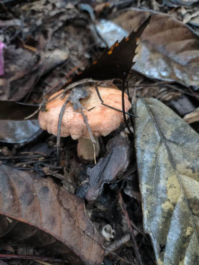 淡黄多汁乳菇