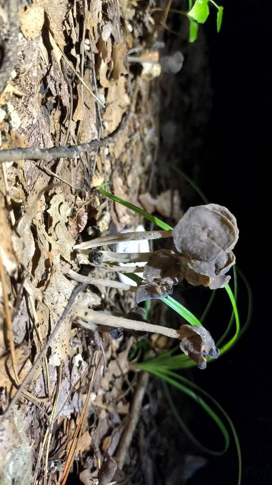 李逵马鞍菌