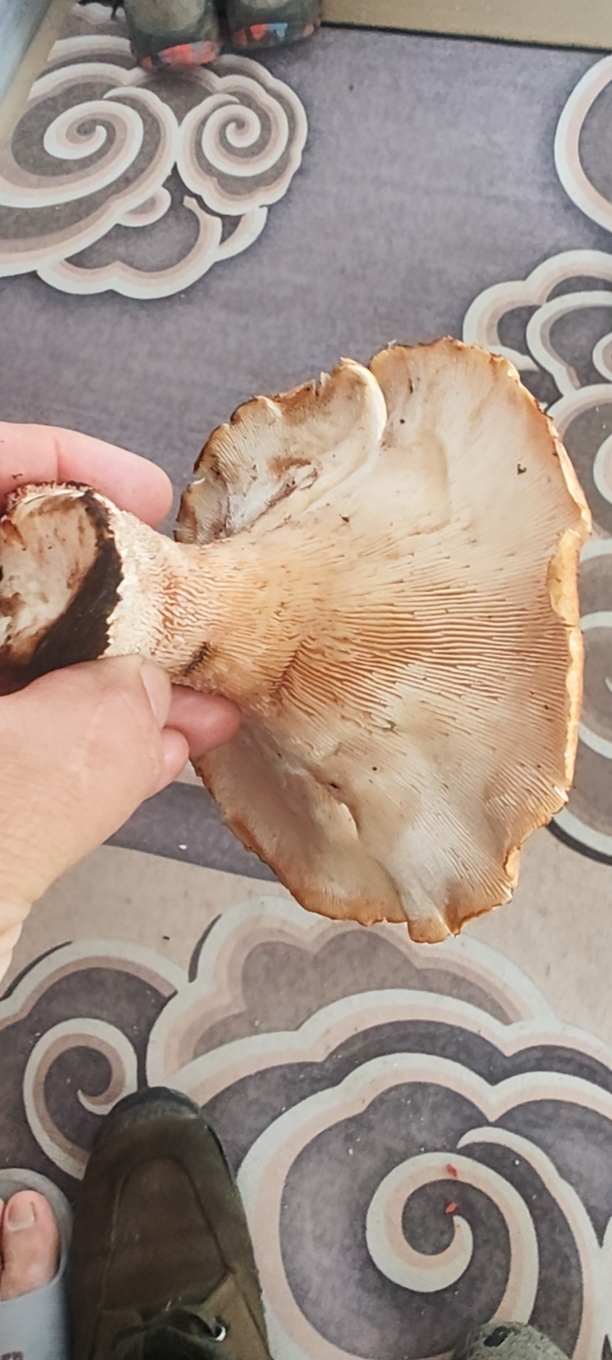 标本照片