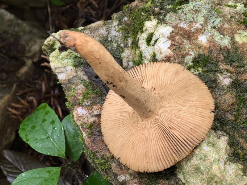 点柄黄红菇