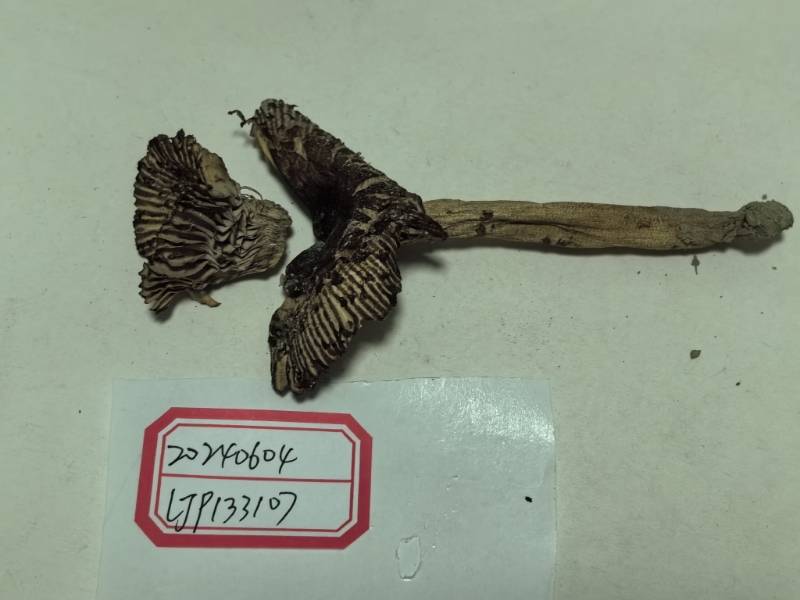 点柄黄红菇