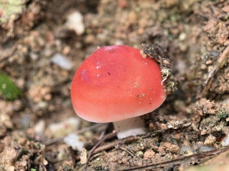近血红红菇