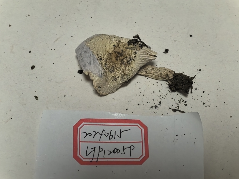 嫩白红菇