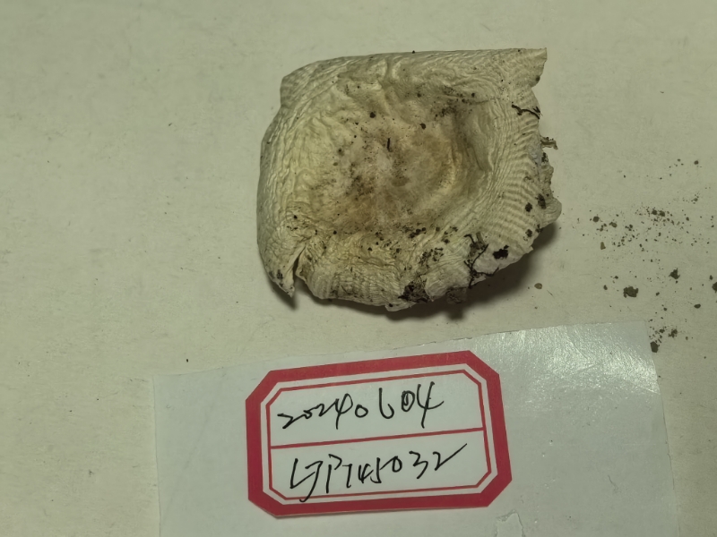 嫩白红菇