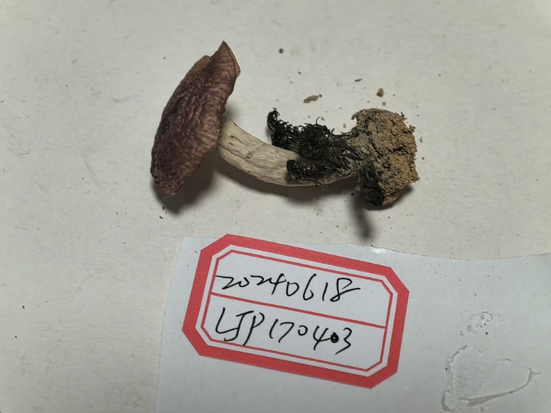 马关红菇