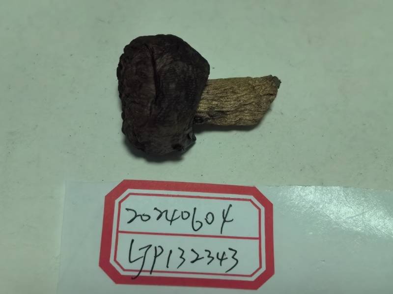 点柄黄红菇