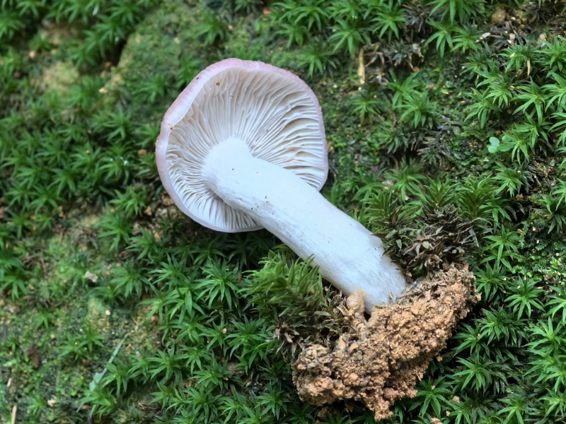 马关红菇