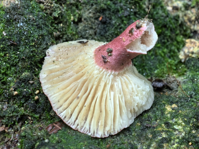 紫疣红菇