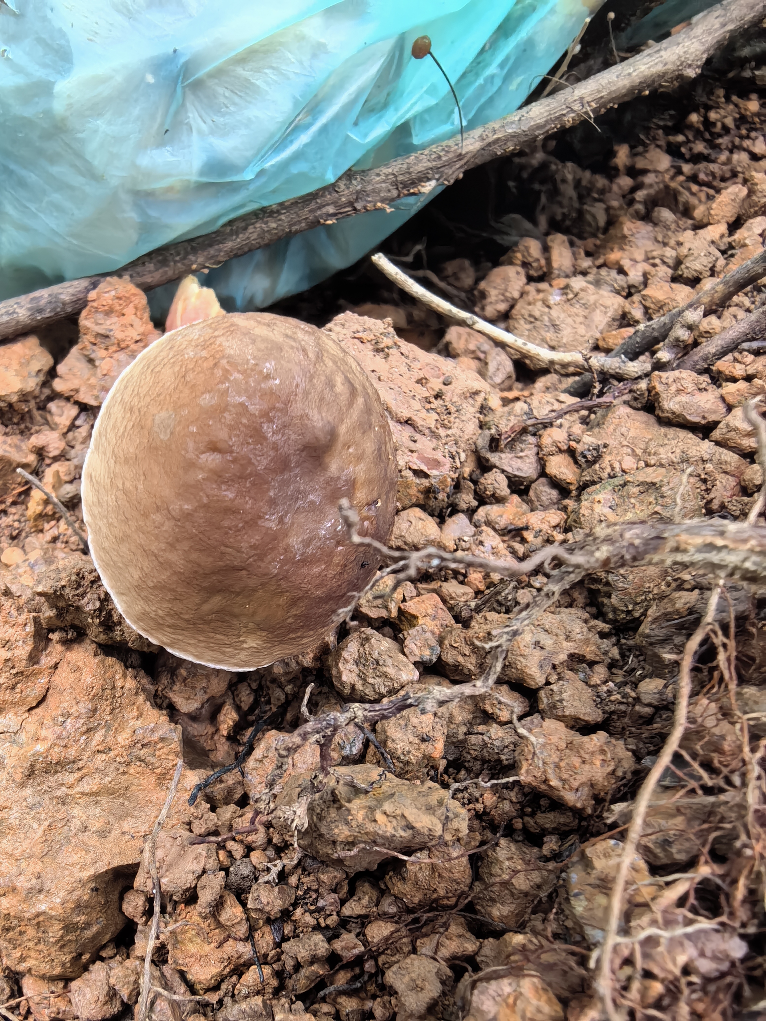 江西层牛肝菌