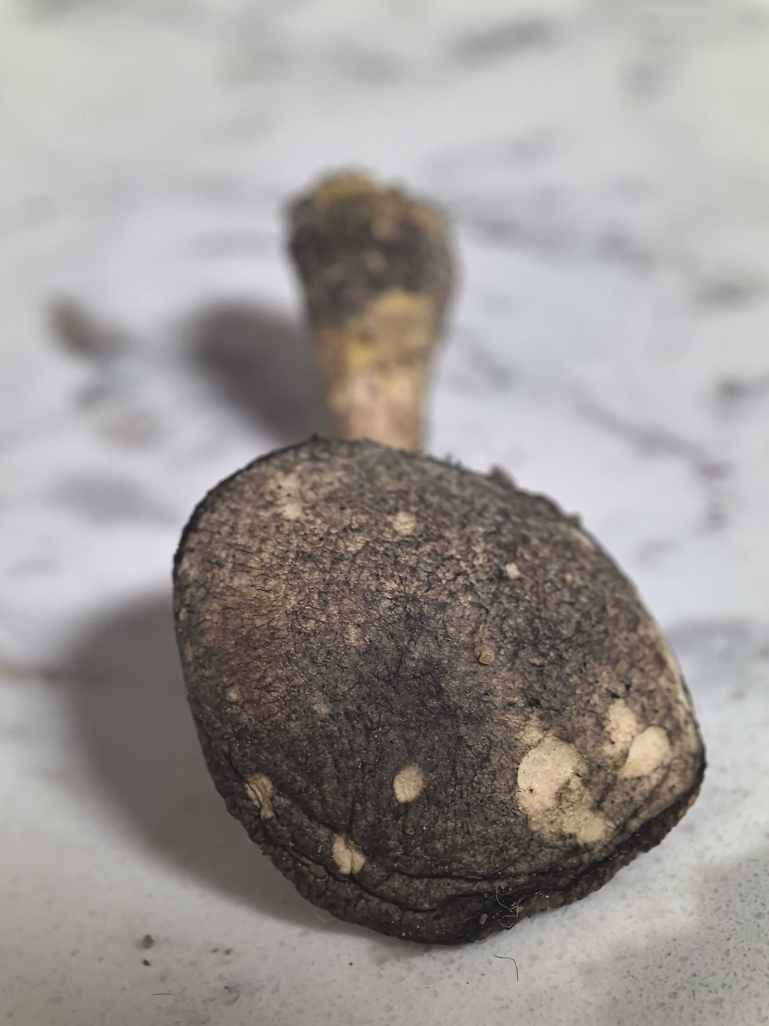 疣柄牛肝菌属一种