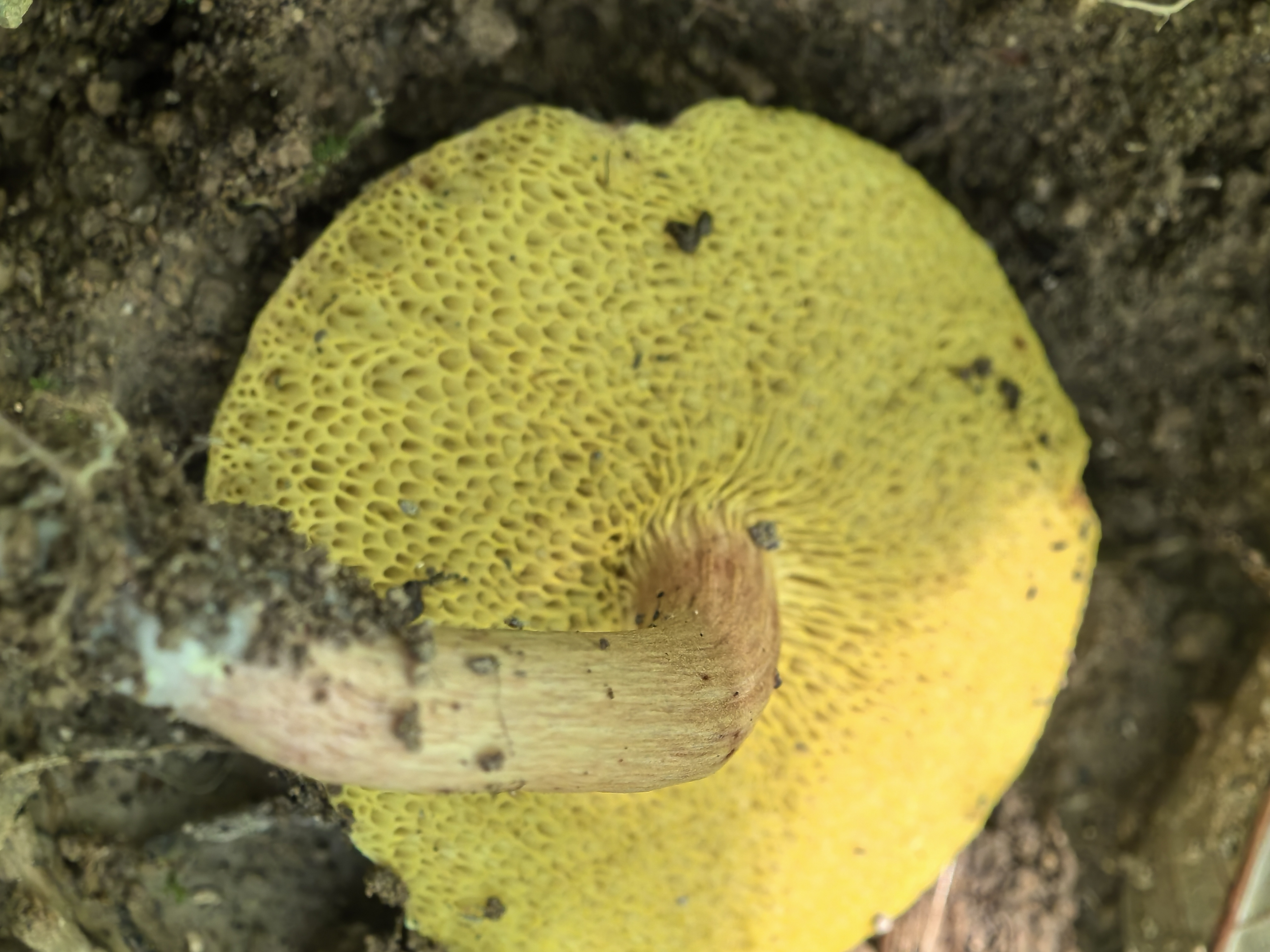 复孔金牛肝菌