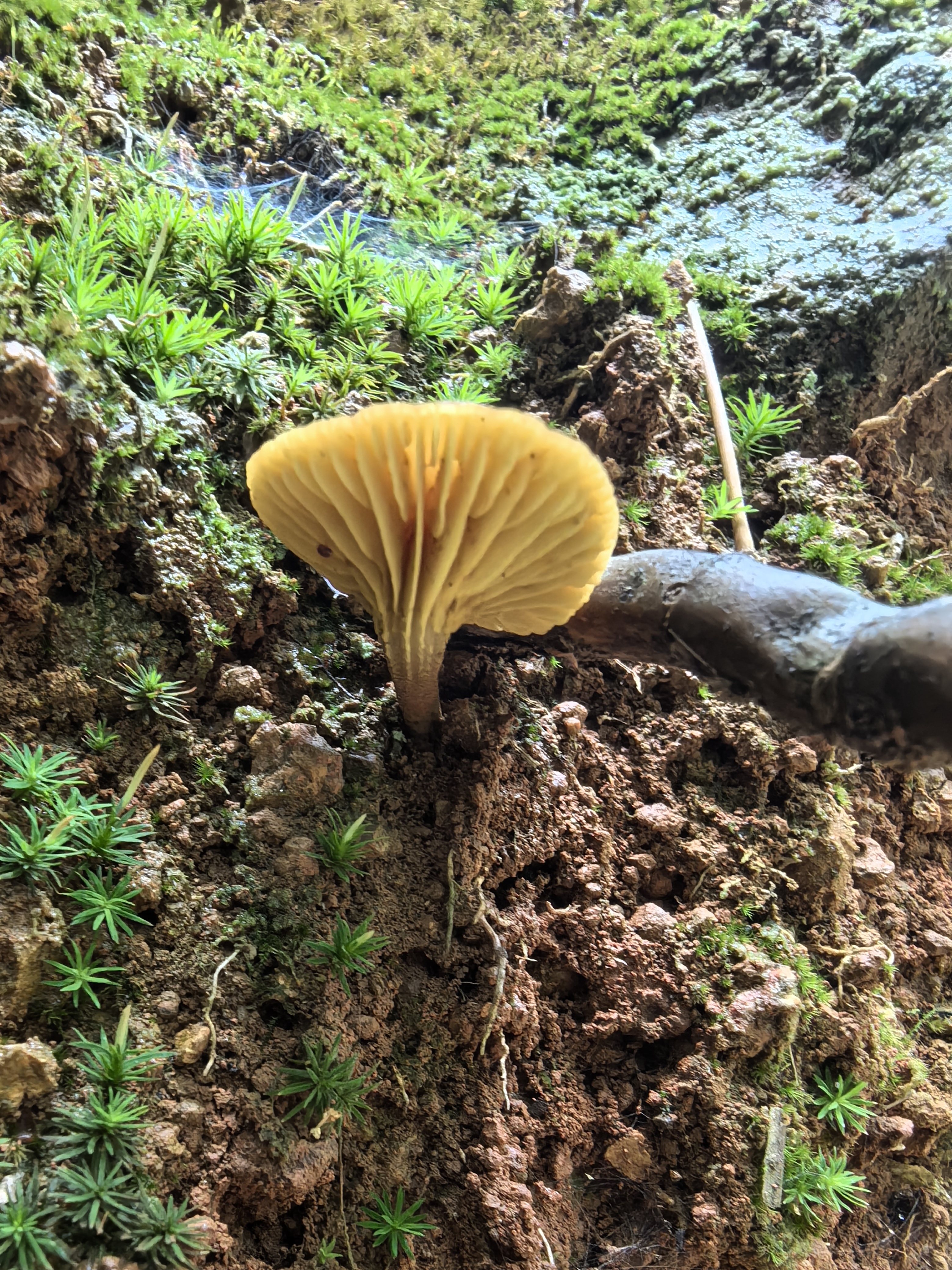 小孢褶孔牛肝菌近似种