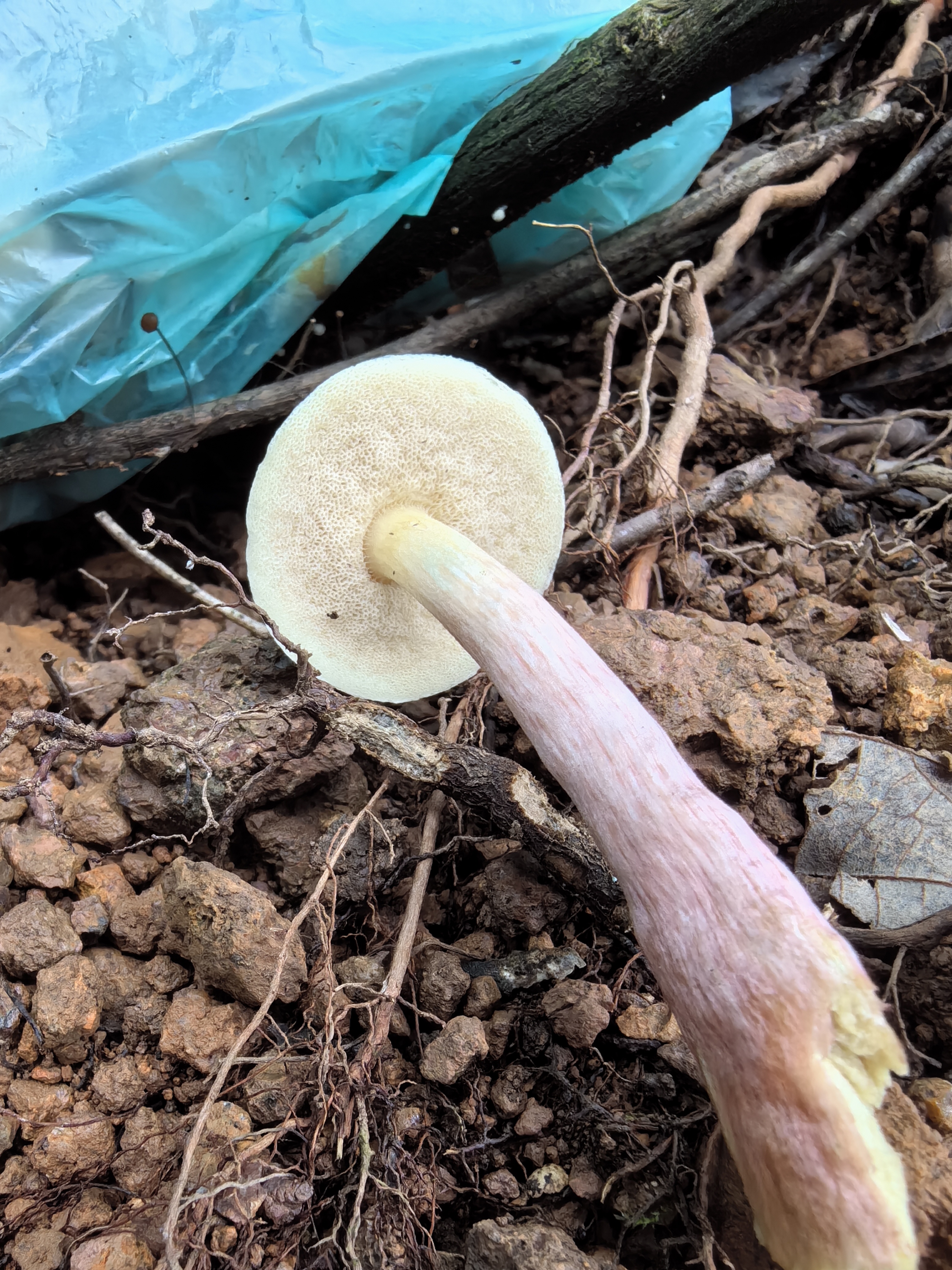 江西层牛肝菌