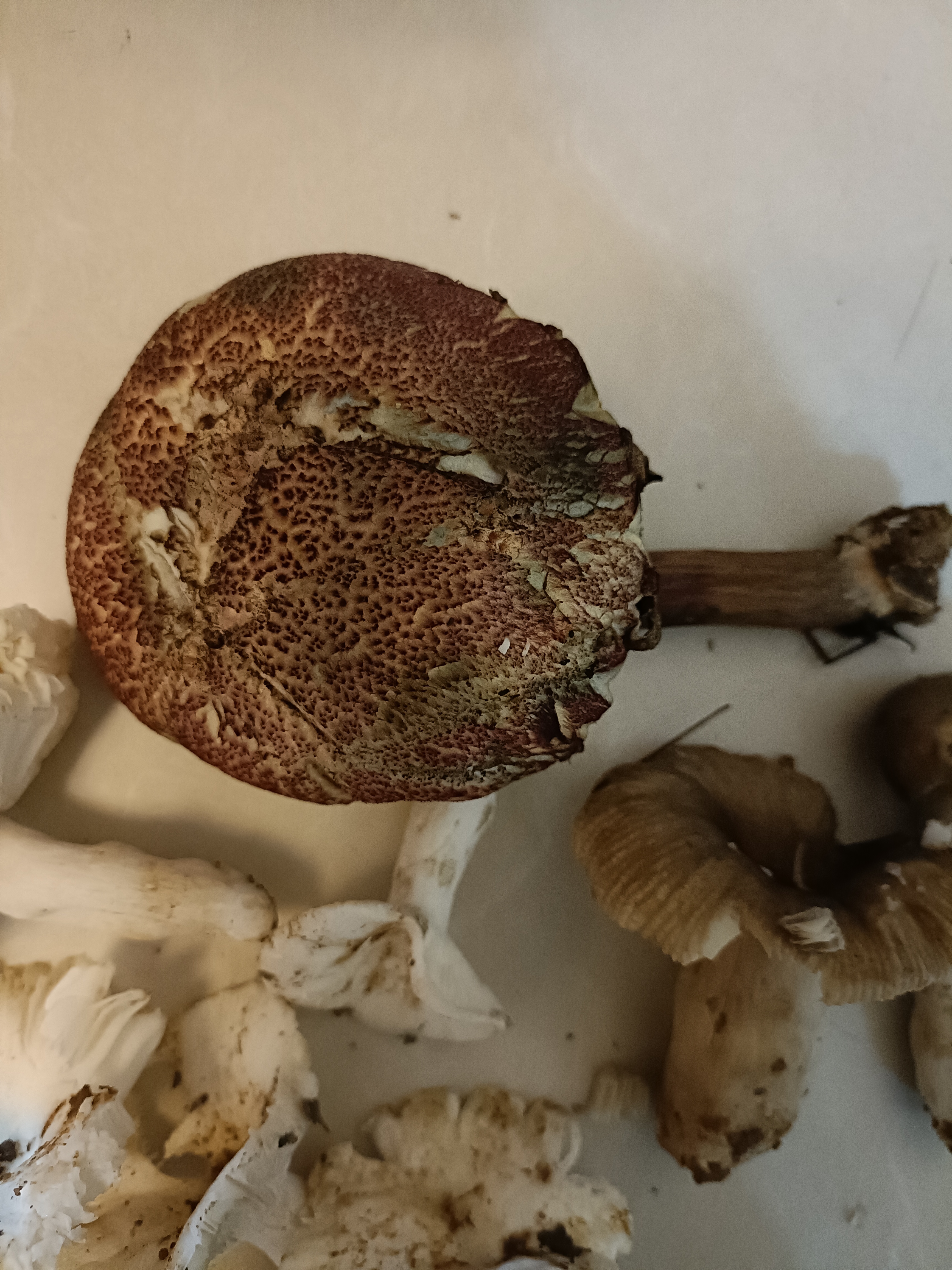 黄肉条孢牛肝菌