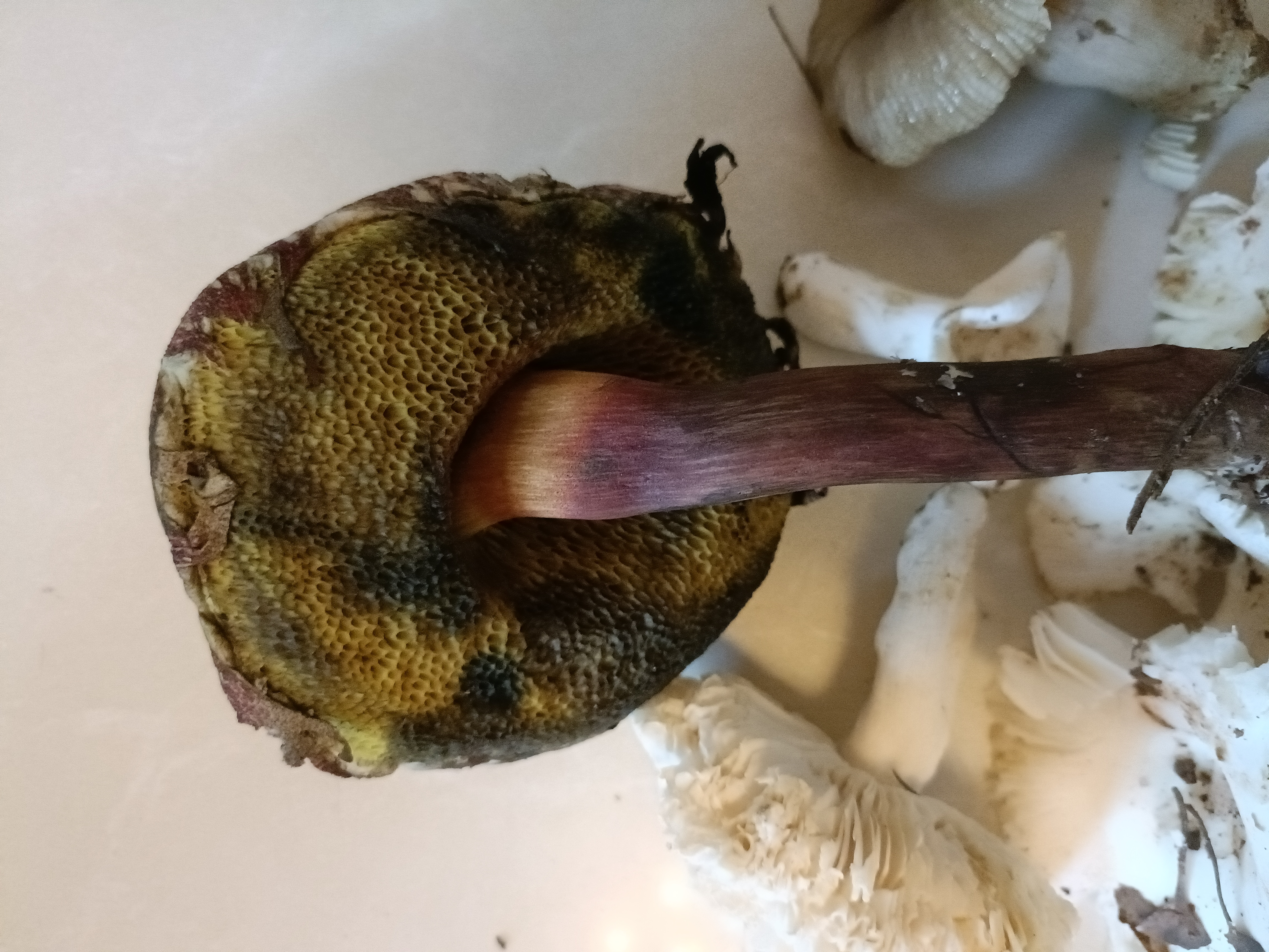 黄肉条孢牛肝菌