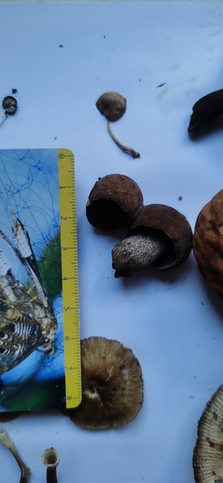 假粉孢异色牛肝菌