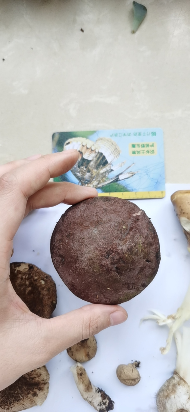 假粉孢异色牛肝菌
