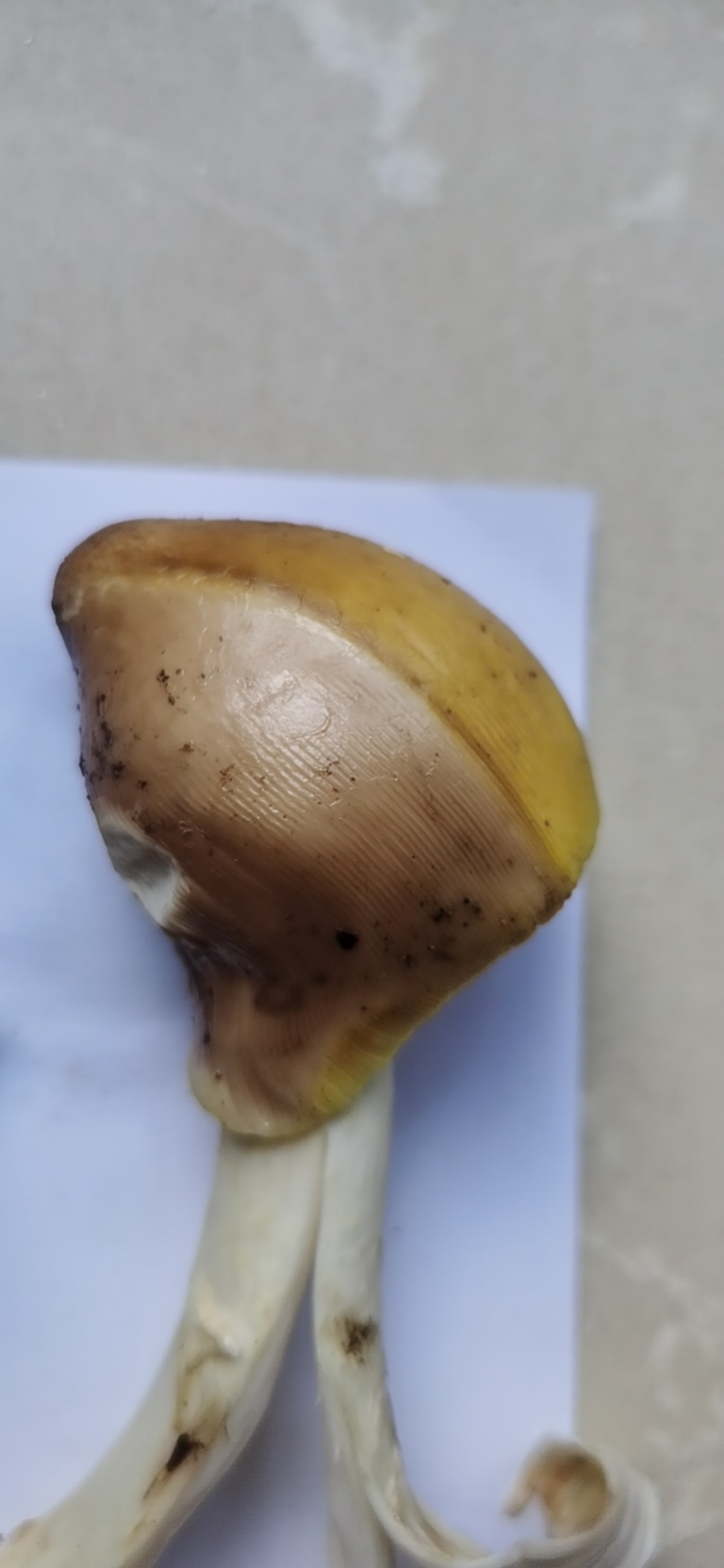 腊味红菇