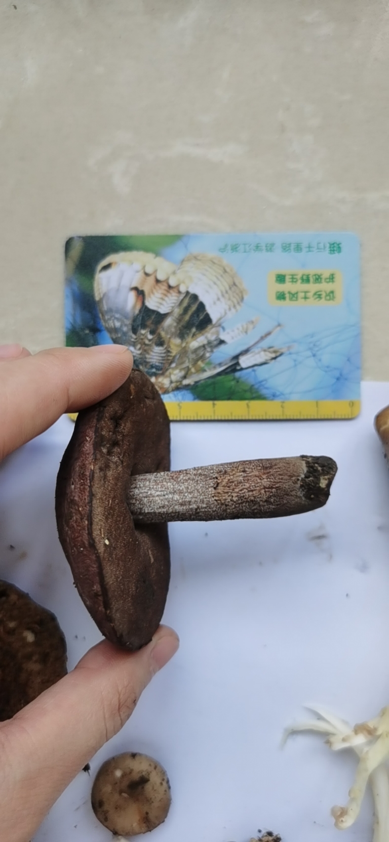 假粉孢异色牛肝菌