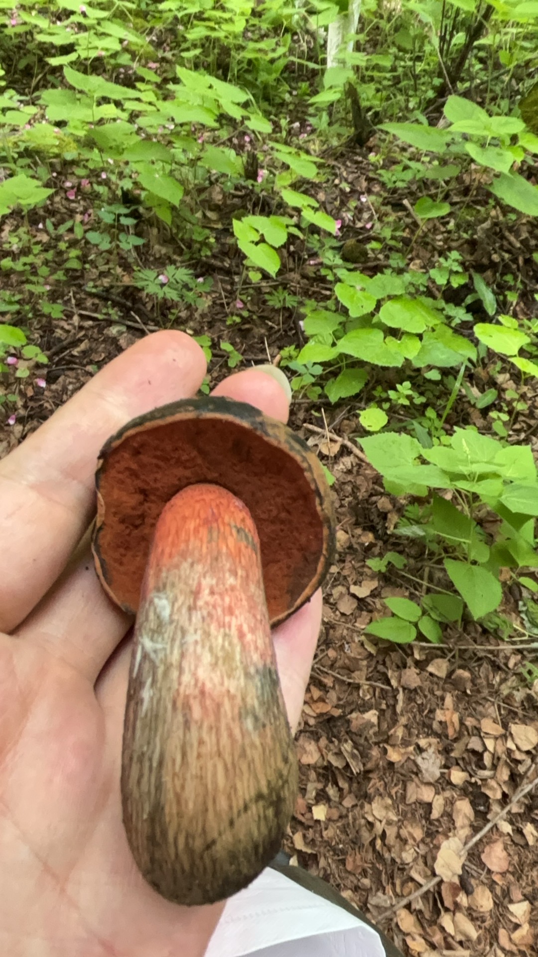 高山赭黄牛肝菌