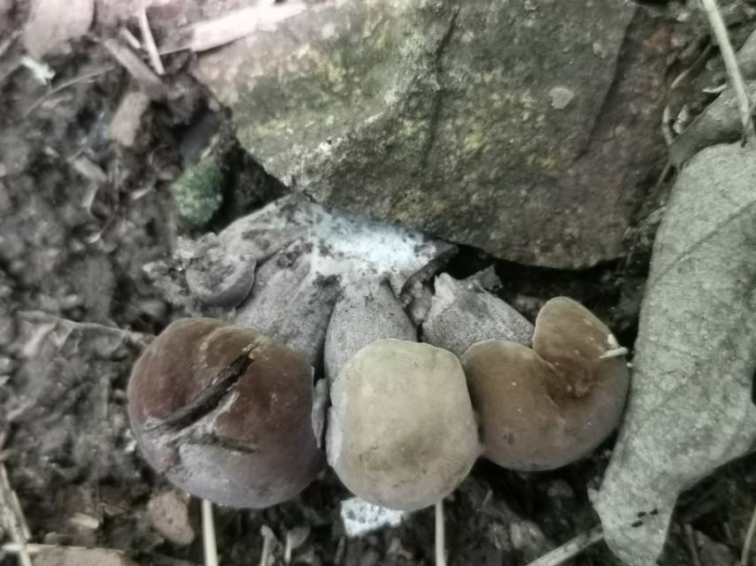 假粉孢异色牛肝菌