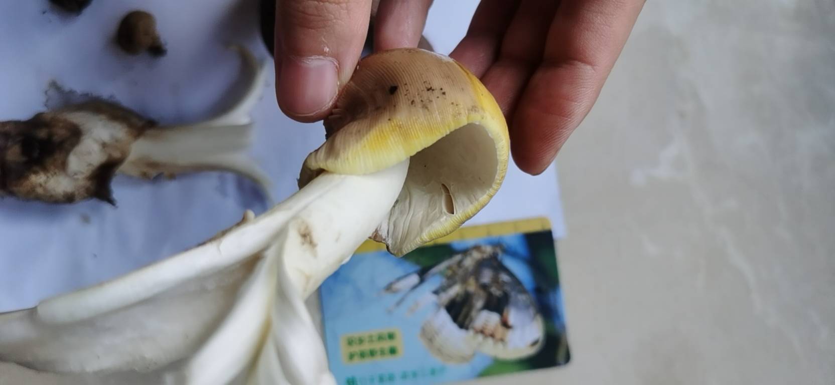 标本照片