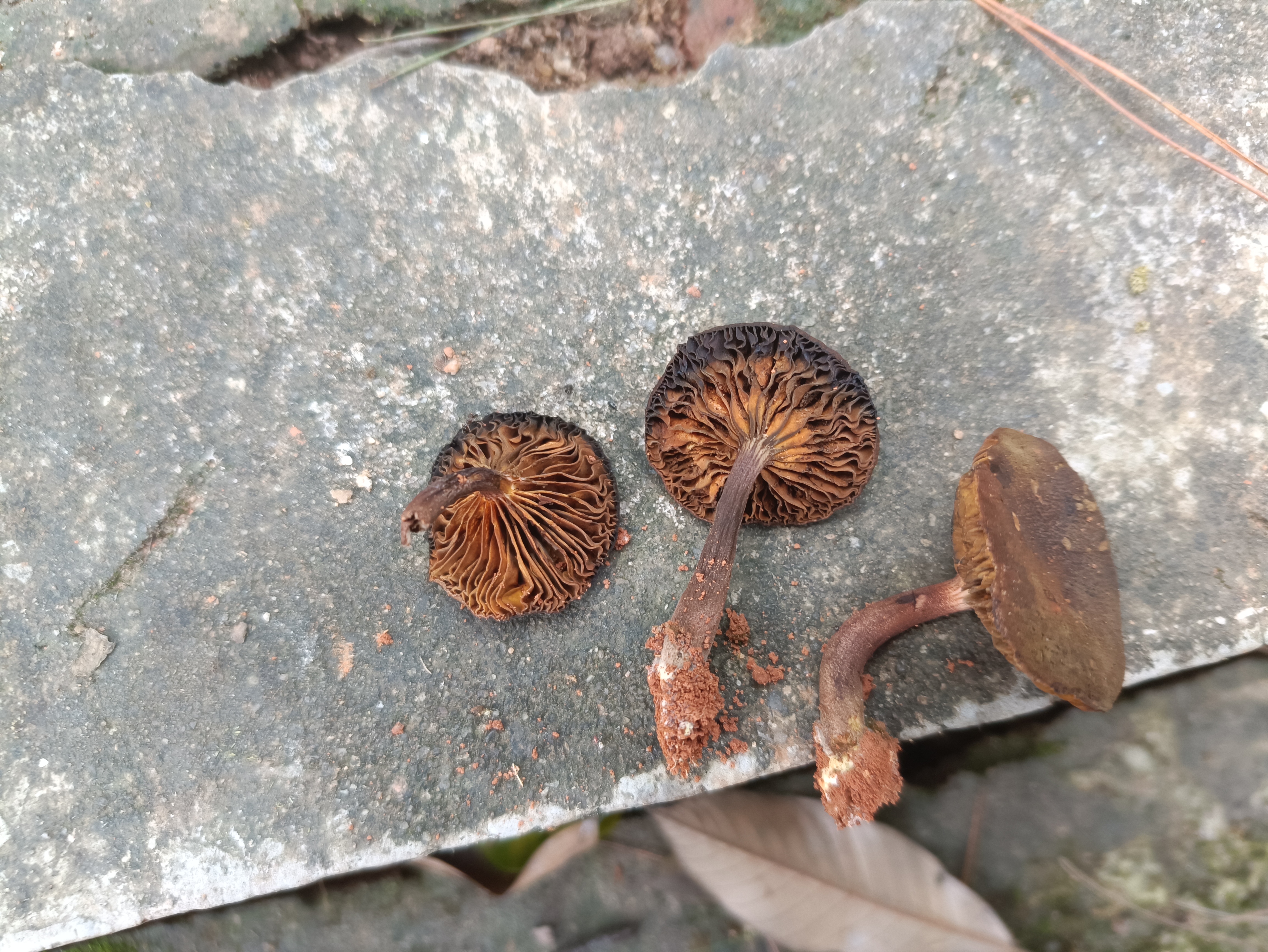 云南硬皮马勃等