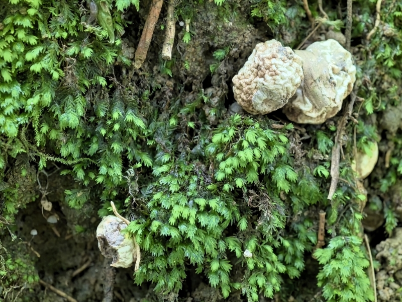 白网球菌