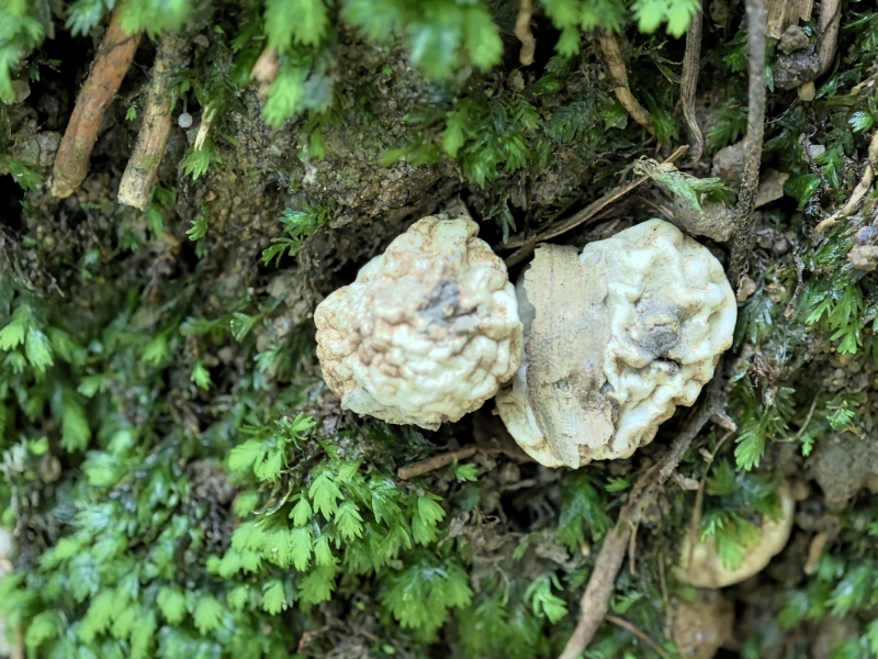白网球菌