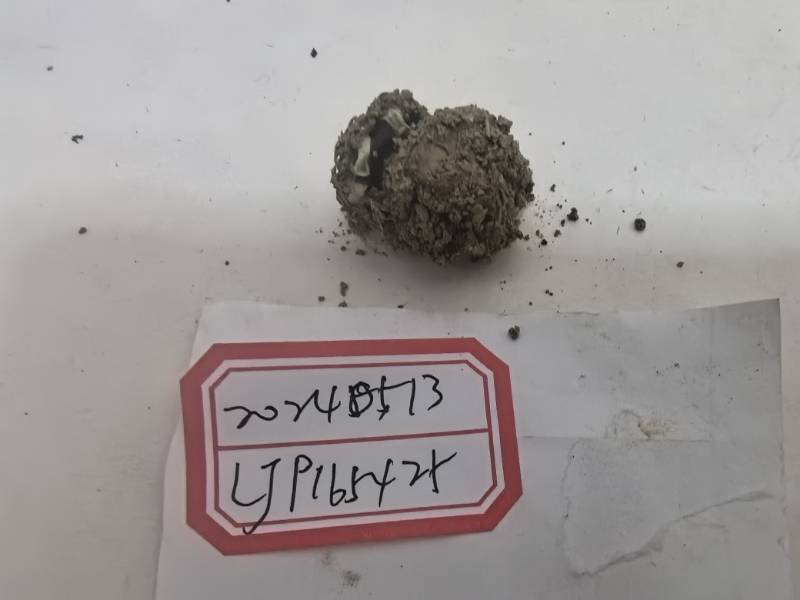 白网球菌