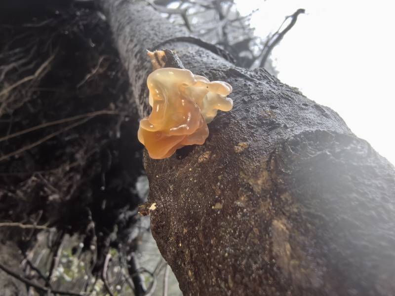 银耳属未知种