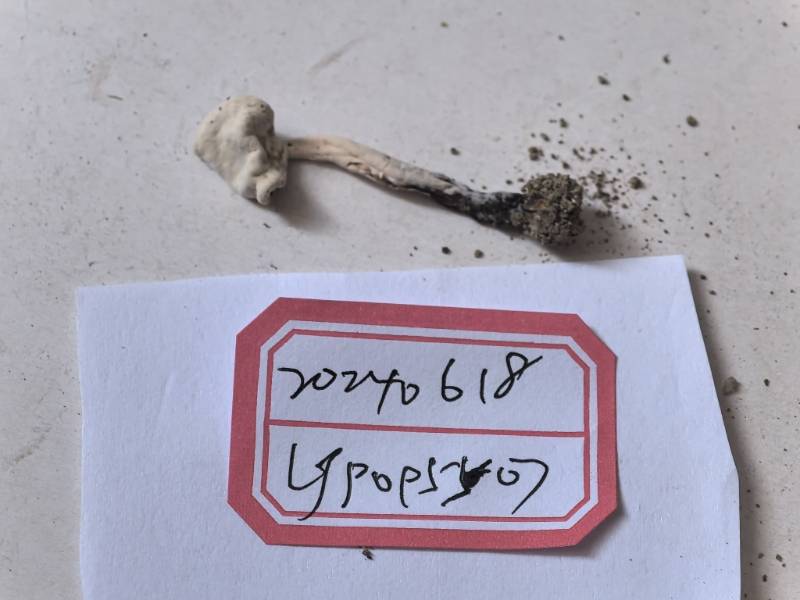 菌寄生属真菌