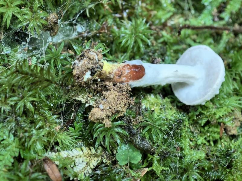 菌寄生属真菌